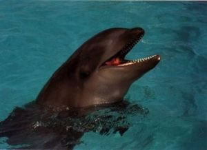 The Wholphin