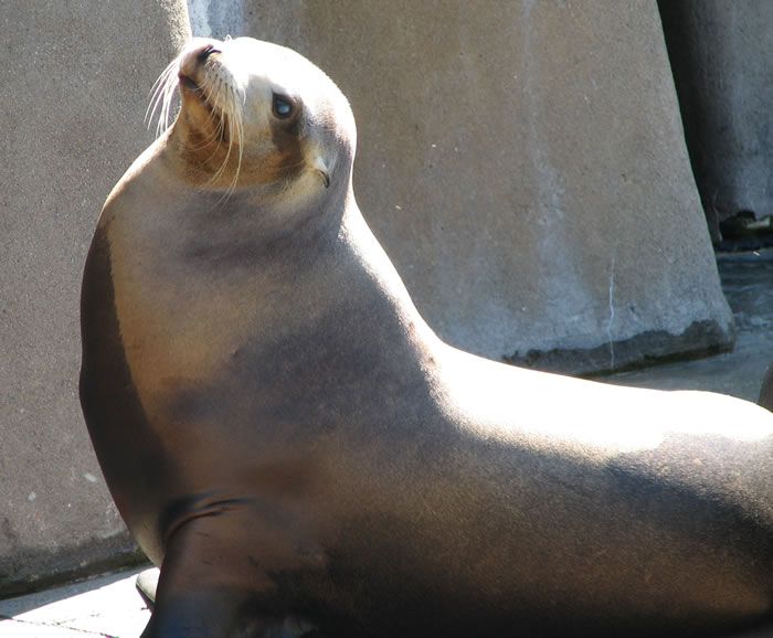 California Seal Hybrids
