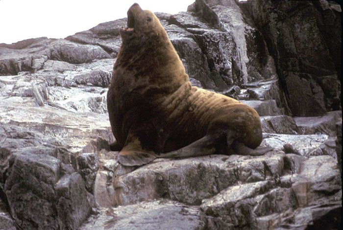Northern Fur Seal Hybrids