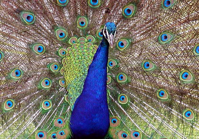 Peacock Hybrids