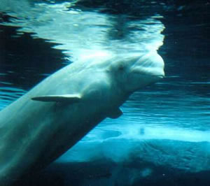 Hybrid Beluga Whale