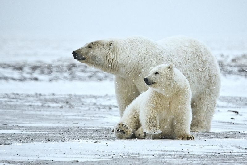 Hybrid Polar Bear Cub