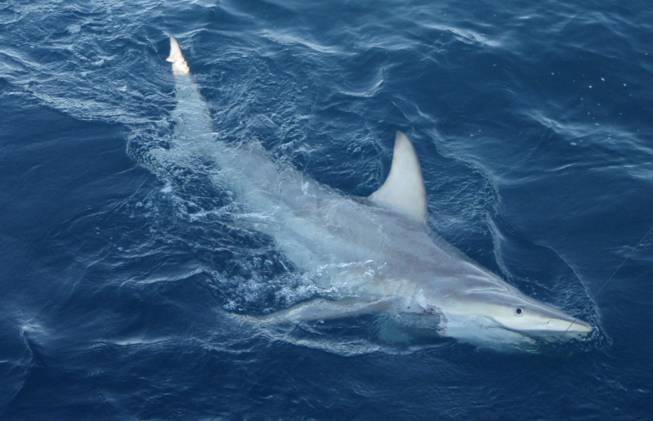 Blacktip Shark Hybrid