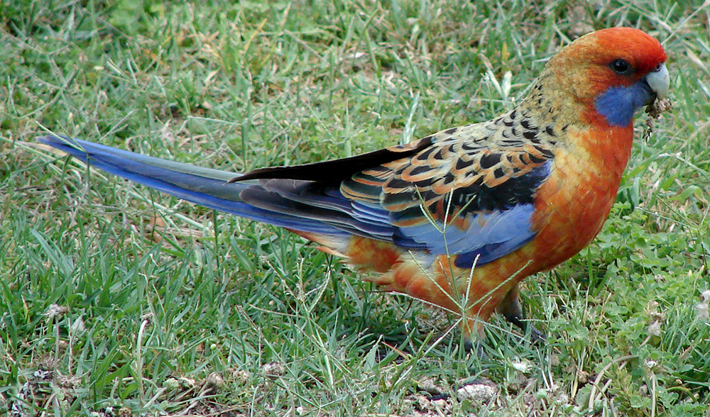 Crimson Rosella - Yellow Rosella Hybrid