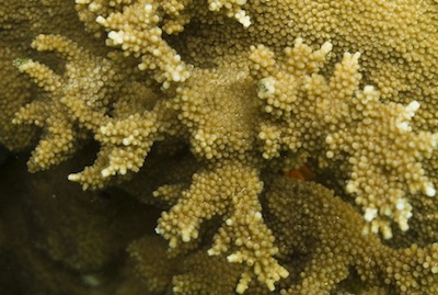 Elkhorn Staghorn Coral Hybrid