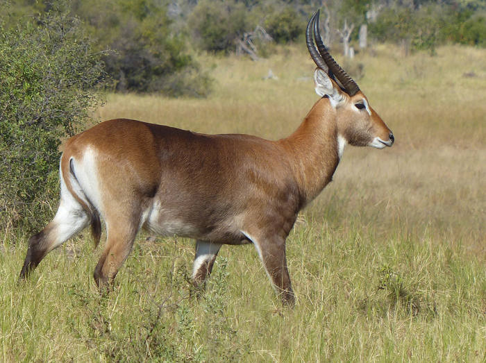 Red Lechwe Waterbuck Hybrid
