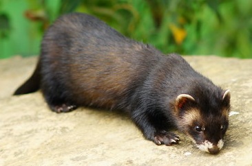 Polecat Mink Hybrid