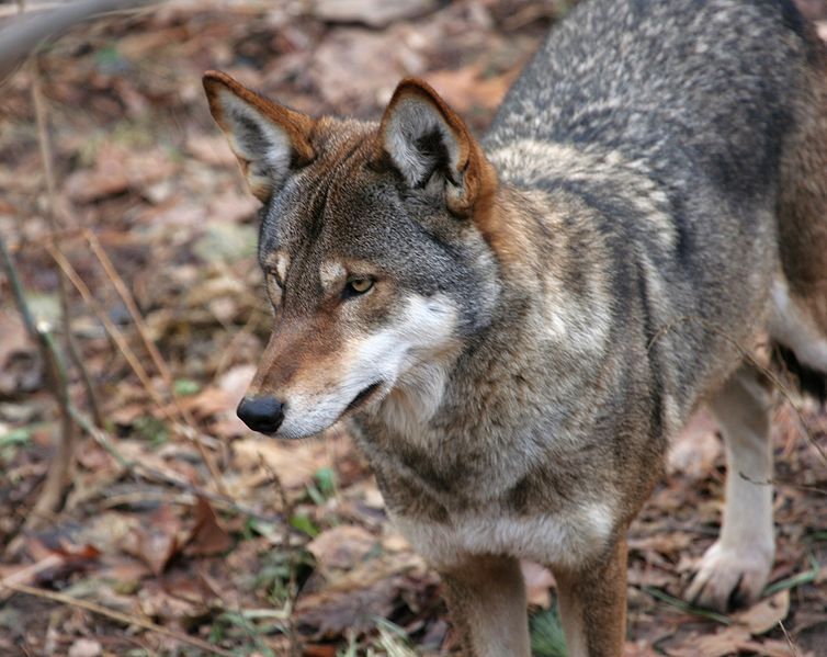 Red Wolf