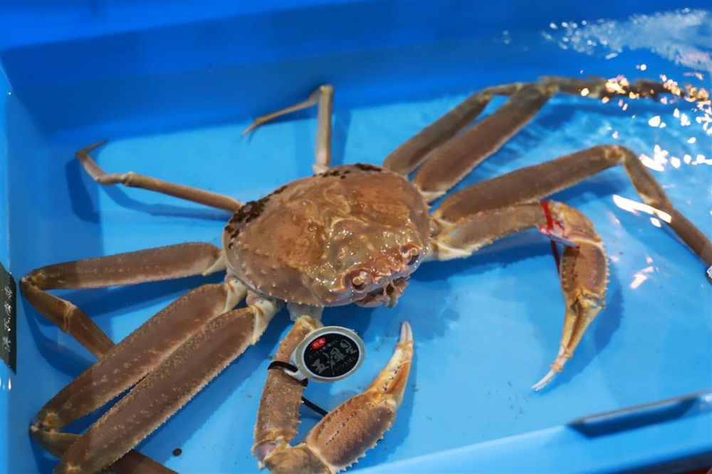 Snow Crab Tanner Crab Hybrid