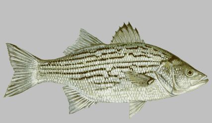 Whiper - White Bass Striper Hybrid