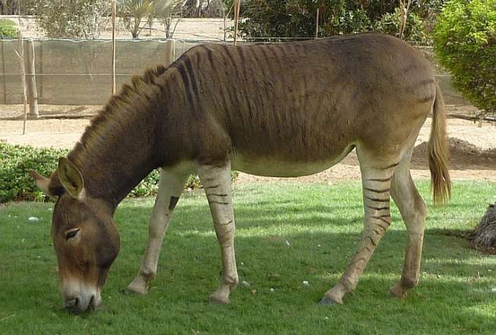 Zonkey - Zebra Donkey Hybrid