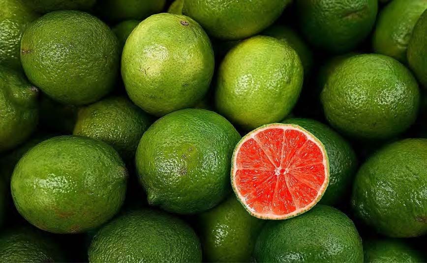 Blood Lime - Blood Orange Lime Hybrid