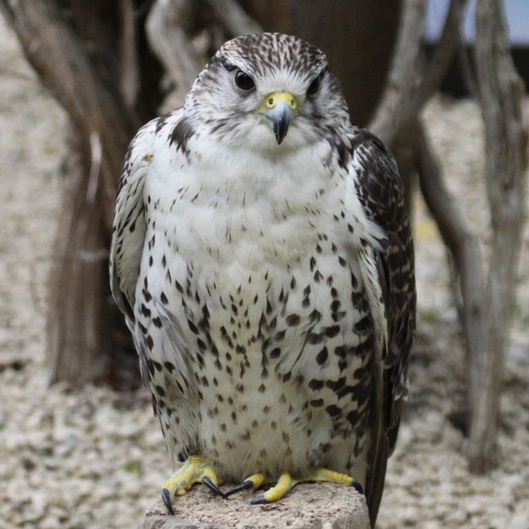 Gyr-Saker Falcon Hybrid