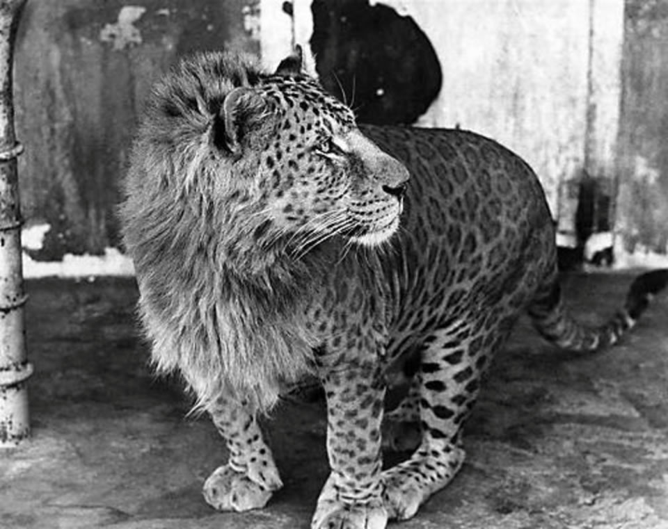 Leopon - Leopard Lion Hybrid